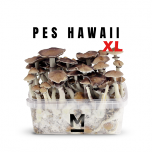 Hawaiian PES Magic Mushroom Grow Kit XL