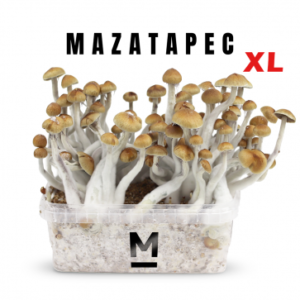 Mazatapec Mycomater Xl Myceliumbox 2100cc