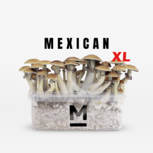 Mexican Xl Magic Mushroom Grow Kit