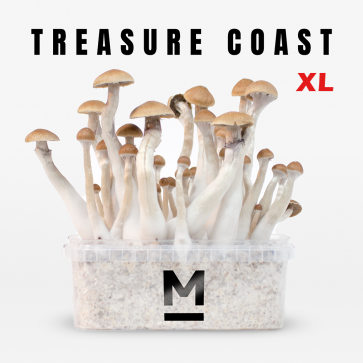 Treasure Coast Extra Large Magic Mushroom Grow Kit