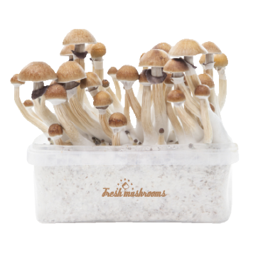 Buy Mckennaii Fresh Magic Mushroom Kit Online